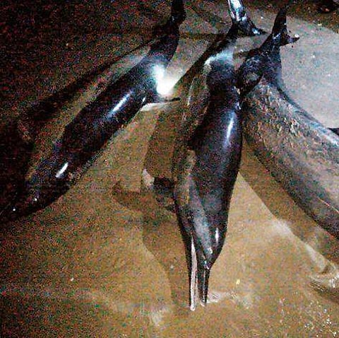 Over 45 dolphins wash ashore in Thoothukudi; 4 carcasses found
