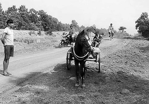 Horse finds a jumbo task in Mayurbhanj