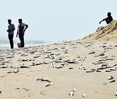 Visitors look at dead fish on the shore near broken bridge, Besant Nagar, on Tuesday | Sunish P Surendran