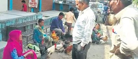 Kadaknath chicken being sold at the Jhabua weekly market