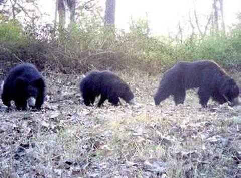 Bears captured by a camera trap in Bhadra Wildlife sanctuary| ullas karanth