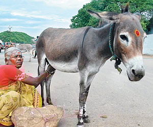 According to organisers, sellers usually give 'fancy' names to sell donkeys although their breed and physical features count a lot in cutting a deal.