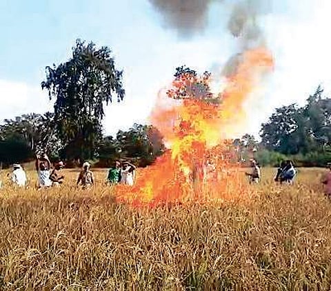 ‘Reducing role of agri-extension leaving farmers high and dry’