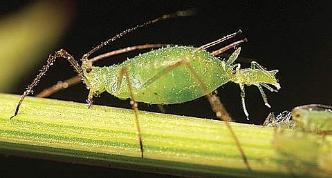 Garden without pests is like life without problems