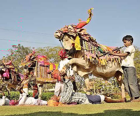 A Gangireddu colourfully decorated during the Sankrathi celebrations at Shilparamam in Hyderabad. | Express File Photo