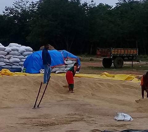 Millers irked over move on rice procurement