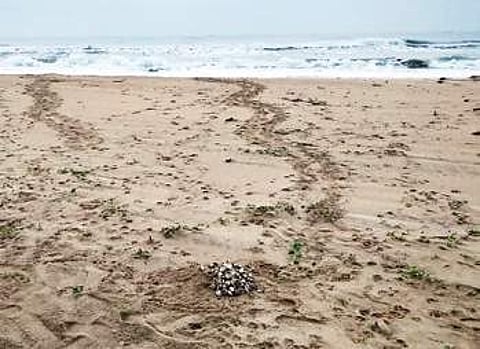 The damaged turtle eggs which were found on the shore near Marakkanam on Sunday | Express