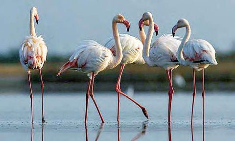 Feast for the eyes: Migratory birds’ arrival at Nelapattu, Pulicat lake rises