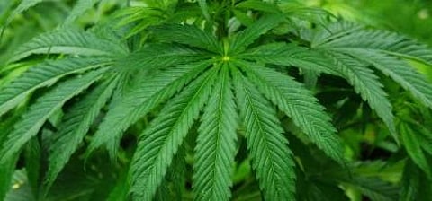 Cannabis medicine in state to be reality soon?