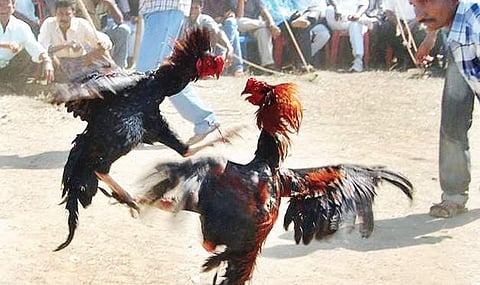 Dy CM game for 3-day cockfights, SP says no