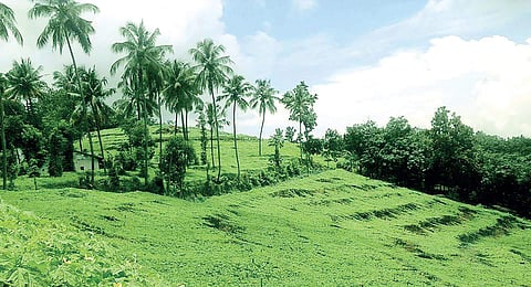 A farmer tends to his bitter gourd crop at Mattathur