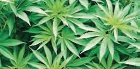 Sleuths seize 292 kg of Sheelavathi variety ganja