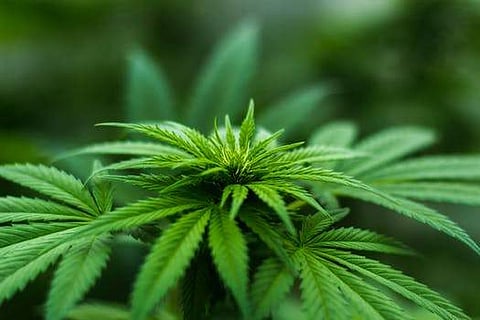 marijuana