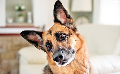 Why does my dog bark at the mirror image?