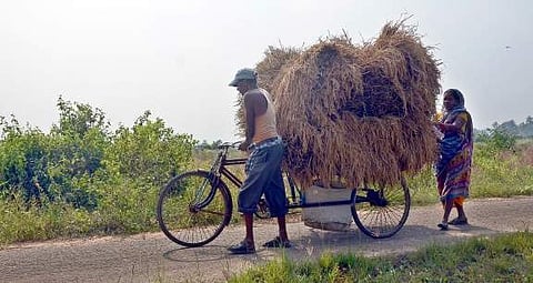 A couple carry harvested paddy on a trolley rickshaw in Bhubaneswar on Tuesday | Express