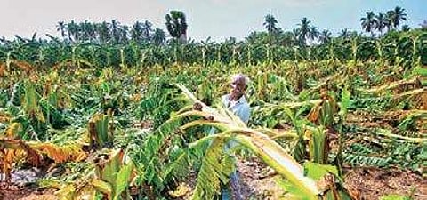 The government has sanctioned a total relief package of Rs 498.8 crore, benefiting 5,18,783 farmers across 18 districts