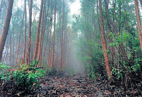 The misty roads leading to the Kurinjimala sanctuary