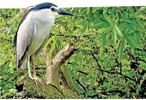 Karnataka plays host to migratory birds