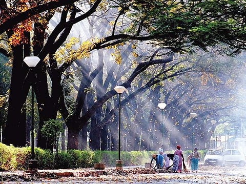 Research collective Tumakur conducts census to create a map of trees