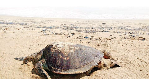 Chennaites, may our tribe increase!