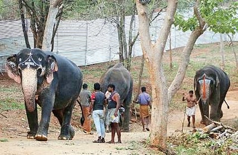Temple elephants participating in the annual rejuvenation programme at Thekampatti camp site near Mettupalayam on Thursday | Express