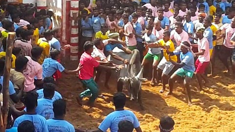 Kannapuram breed bull owned by Sri Lankan's Uva Province Minister M Senthil Thondaman which won a Maruti Suzuki Alto car at a Jallikattu event held in Alanganallur.