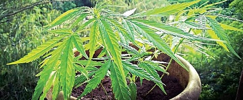 A cannabis plant in the balcony of an apartment in Hyderabad | express photo