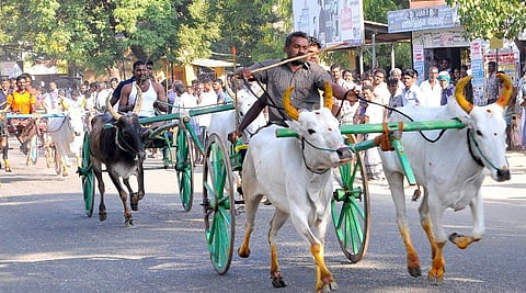 The bullock carts gushing in the rekla race conducted in Seithunganallur in Thoothukudi district here on Sunday. | EPS