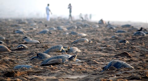 Budget proposal to develop turtle trails along key nesting sites in the coastal areas of Odisha, Karnataka and Kerala is a new challenge for Karnataka.