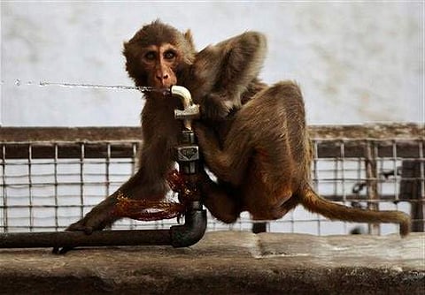 (File Photo | AP) A monkey drinks water from a tap on a hot summer afternoon in Jammu.