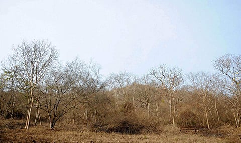 Ravaged by drought, the Bandipura National Park presents a dreary picture long before summer is due. (Udayashankar S | EPS