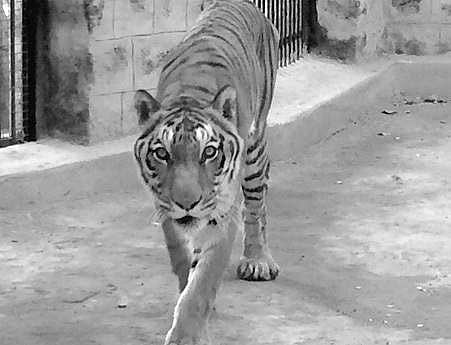 A file photo of Bhima, the royal Bengal tiger