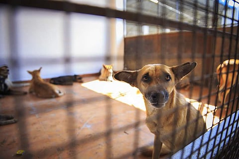 A street dog caught near airport kept at the Ukkadam dog shelter | Express