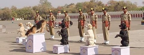 The BSF’s dog training school