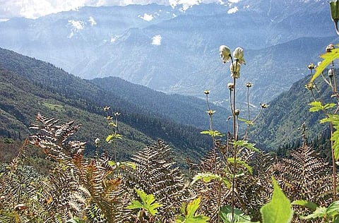 Medicinal plants on verge of extinction in Himalayas: Study