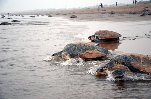 File (Biswanath Swain | EPS)