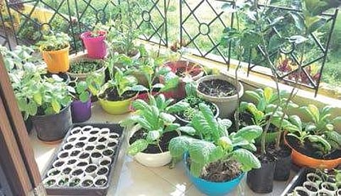 Ten Commandments to pot a Garden of Eden