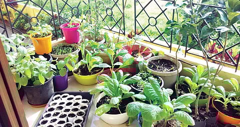 10 Commandments to pot a garden of Eden