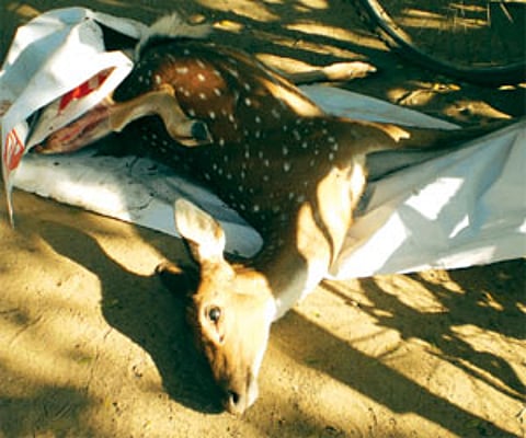A dead spotted deer(File photo for representational purpose)