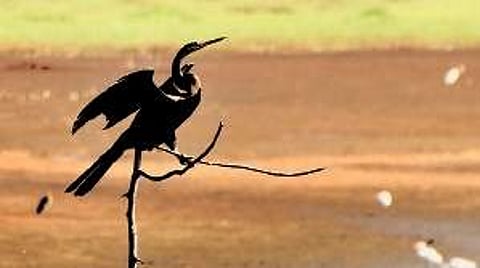 A darter bird resting on a dry branch at Thattekad Bird Sanctuary | Albin Mathew