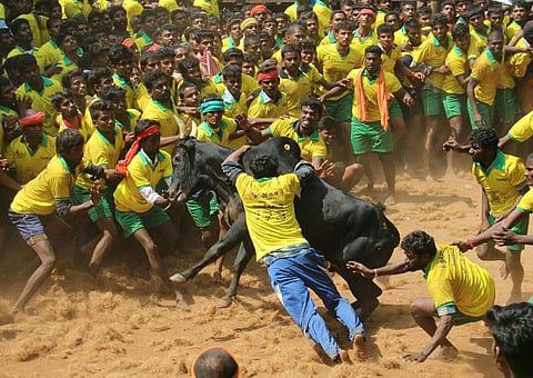 Bull tamers trying to tame the bulls in the Jallikattu held at Avaniyapuram in Madurai district.