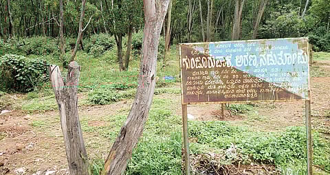 Residents around Gunjur Palya forest, who cycle and camp here, have been actively trying to protect it