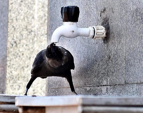 A crow quenches its thirst in Chennai as the city reels from a water shortage even as the entire state of Tamil Nadu is in the grip of an unprecedented drought. (P Jawahar | EPS)