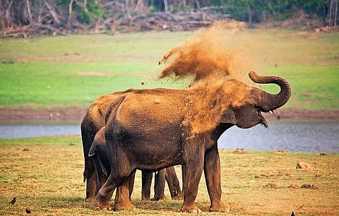 All things wild via his lens