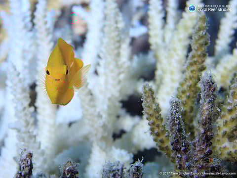 In this undated photo provided by ARC Center of Excellence for Coral Reef Studies, fish swims around healthy coral on the Great Barrier Reef, Australia. | AP
