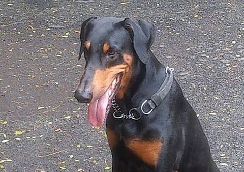 File picture of Dobberman.(EPS)