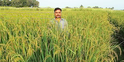 A beaming software engineer-turned organic farmer M Gokul standing in the paddy field of his agricultural land in Ogalur village in Perambalur district|EXPRESS