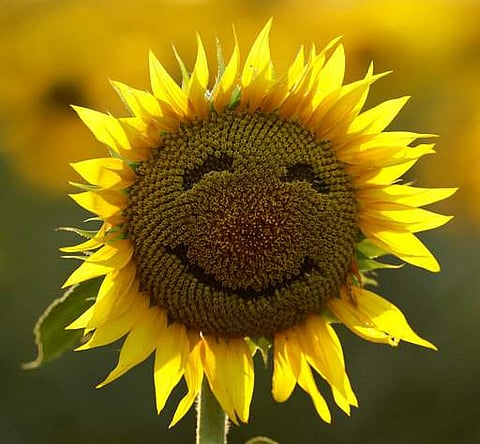 In this Sept. 7, 2016 file photo, a smiley face is seen on a sunflower in a sunflower field in Lawrence, Kan. | AP