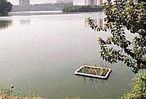 One of the five floating islands installed at Puttenahalli lake | Express