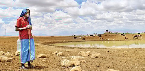 A herd of goats grazing in the eight sq km-wide Periyakulam in Vijayanarayanam area | K K sundar